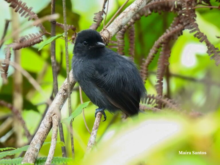 Choca-do-acre, ave rara da Serra do Divisor