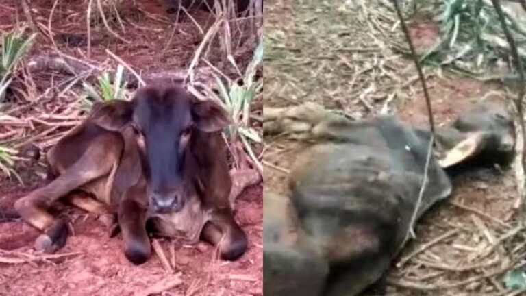 Produtor rural é multado em R$ 330 mil por deixar centenas de cabeças de gado desnutridas