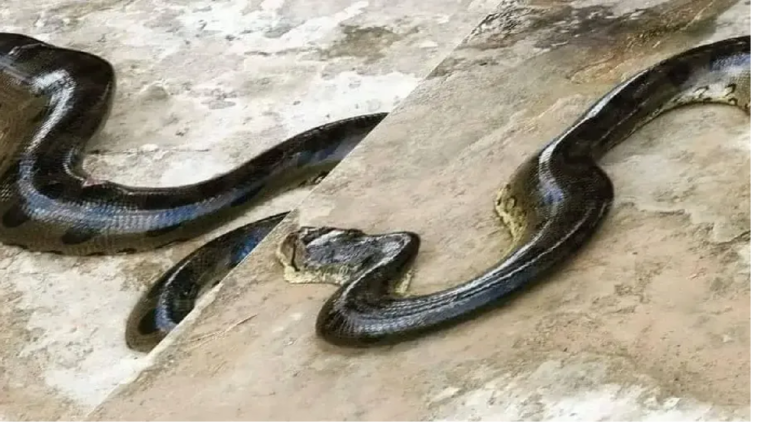 Sucuri de cinco metros é capturada por equipe dos Bombeiros no interior do Acre