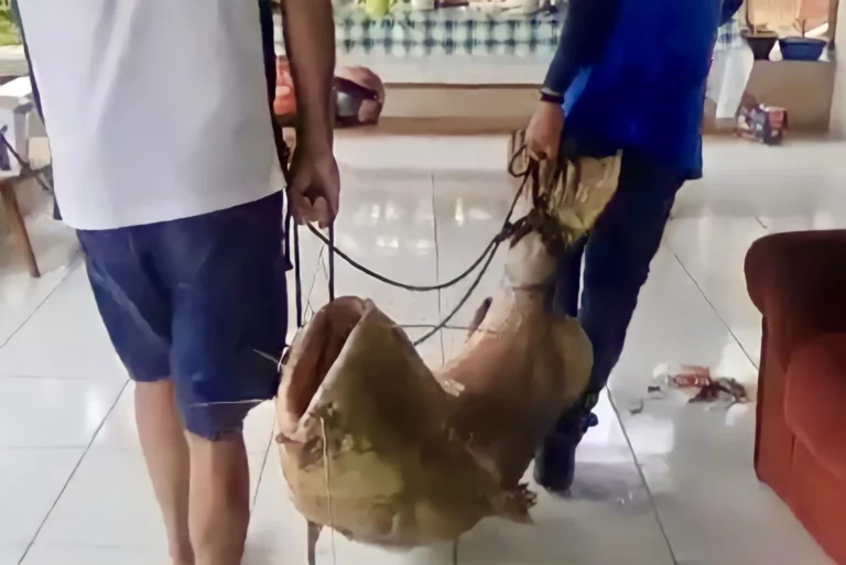 Vídeo: homem pesca jaú de 85kg no Rio Môa, em Cruzeiro do Sul