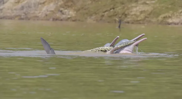 Foto registra interação de botos com anaconda na Bolívia