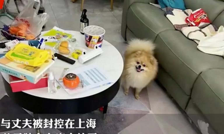 Chinês de 13 anos passa 66 dias sozinho em casa com pais retidos em confinamento de Xangai