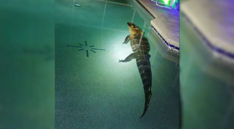 Estados Unidos: Família encontra jacaré de 3 metros em piscina