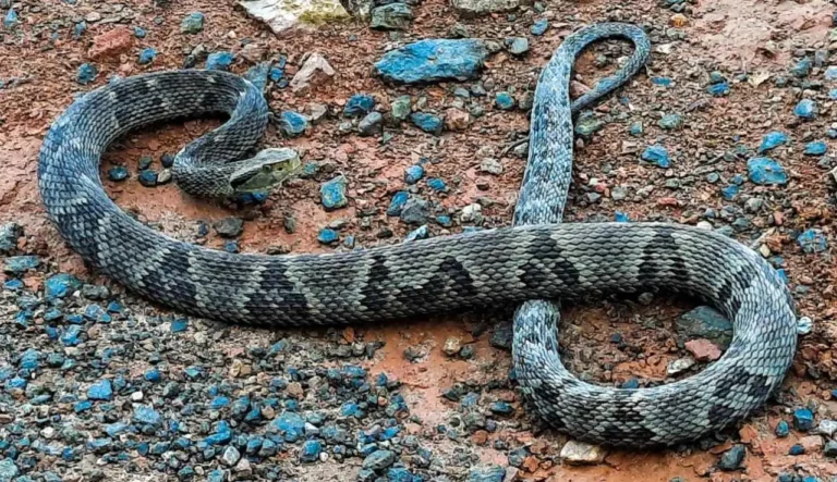 Em Sena Madureira, homem é picado por cobra extremamente venenosa durante pescaria