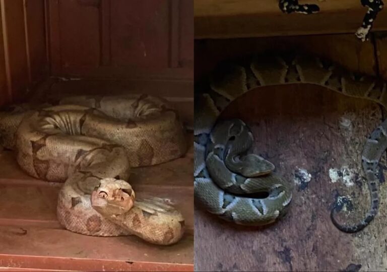 Jararaca peçonhenta e jiboia de 2 metros são capturadas em fábrica de bebidas
