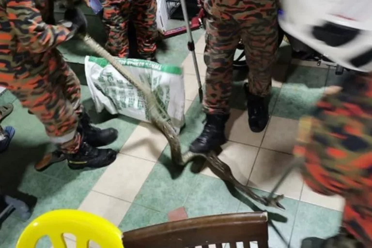 Homem é picado na bunda por píton enquanto usava o banheiro de casa