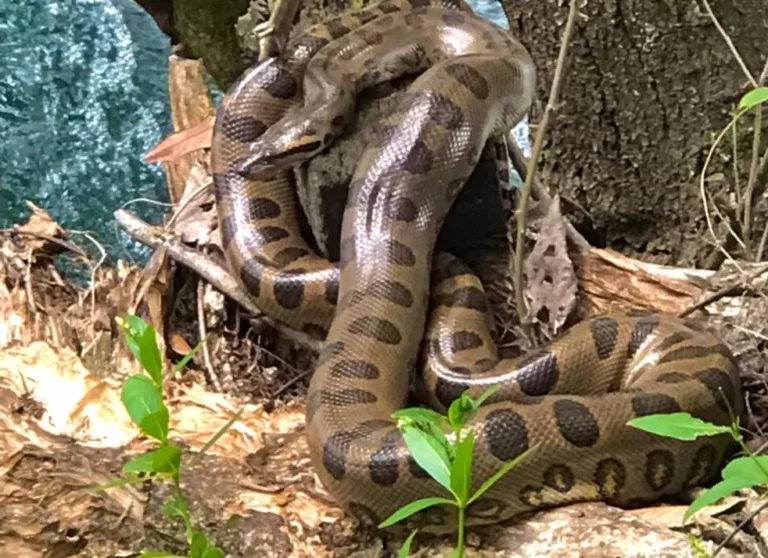 Amigos avistam duas sucuris ‘tomando sol’ durante passeio:’ no inverno saem mais’