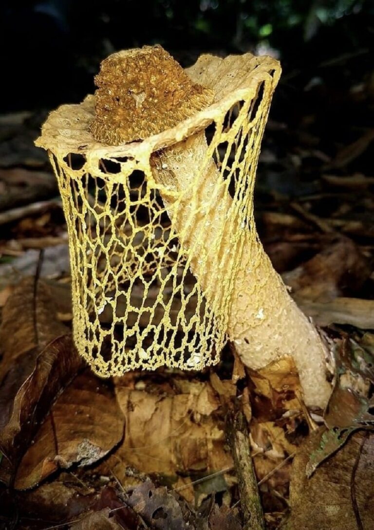 Imagem feita no Acre concorre a concurso de fotografia no Pará