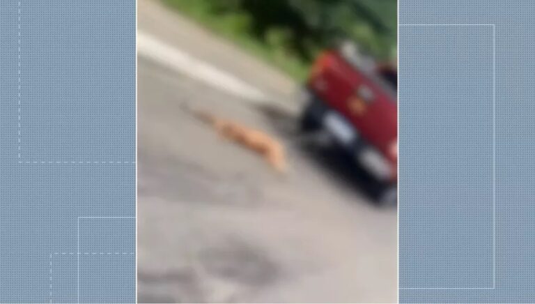 Polícia investiga motorista flagrado arrastando cachorro na traseira de carro