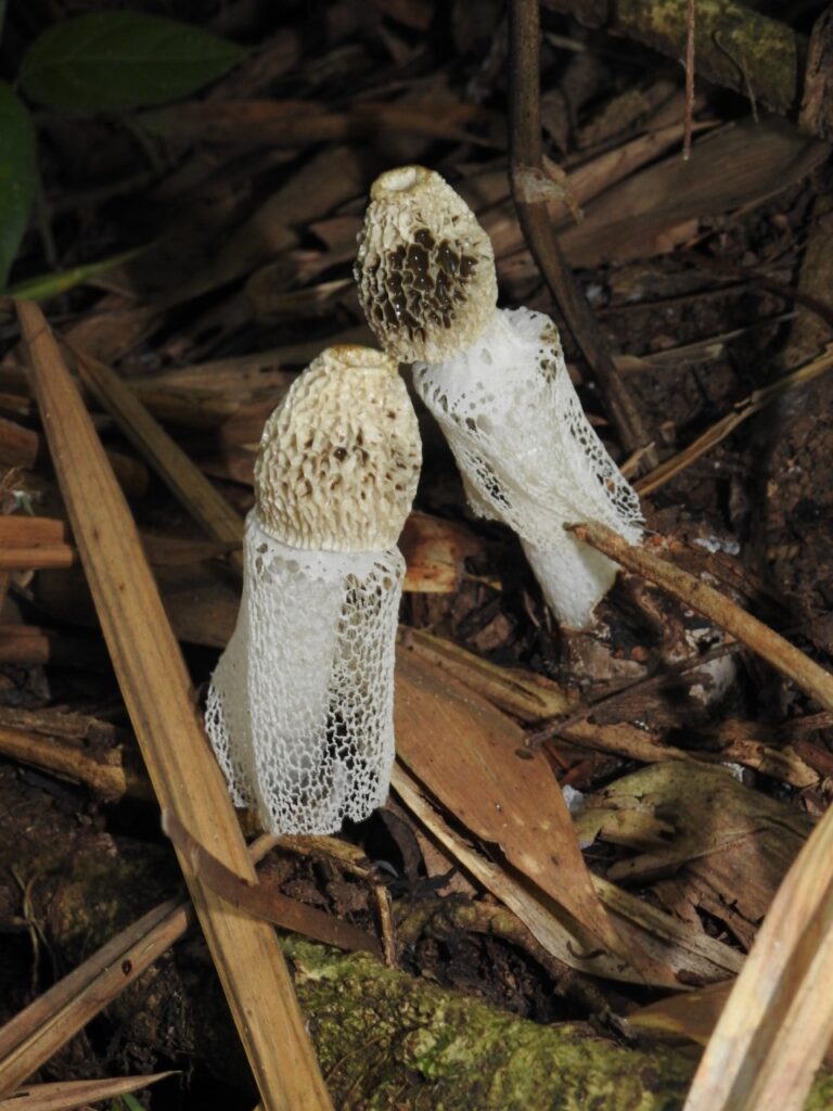 Cogumelos comestíveis da APA Lago do Amapá em Rio Branco são destaque em congresso