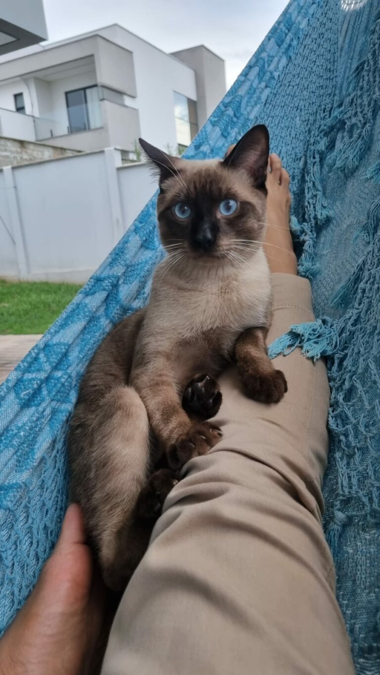 Gato some em bairro de Rio Branco e tutora paga recompensa de R$ 1 mil para quem encontrá-lo