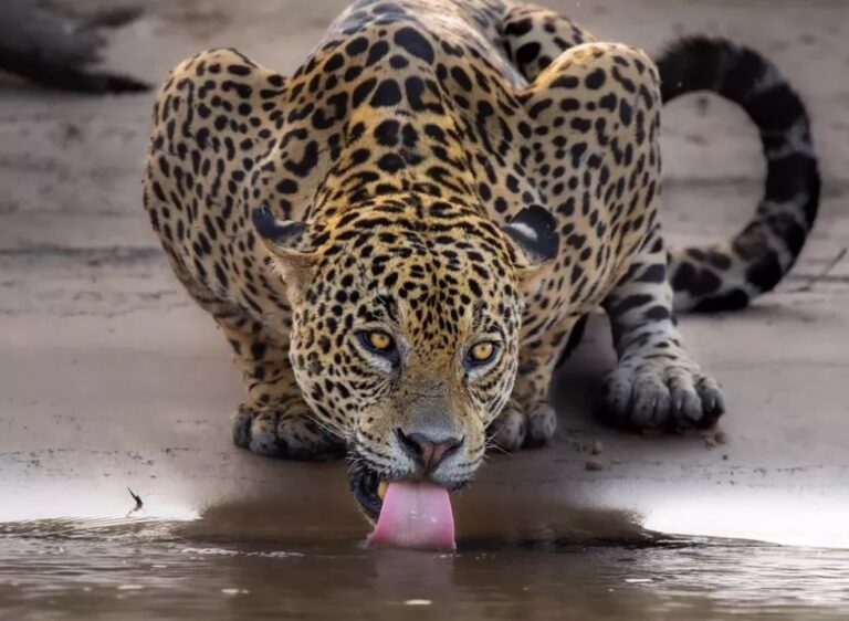 Símbolos do Pantanal permanecem na lista de espécies ameaçadas de extinção