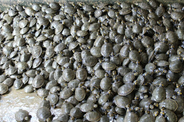 Acre tem projeto de soltura de quelônios; mais de 100 mil filhotes já foram soltos até o momento