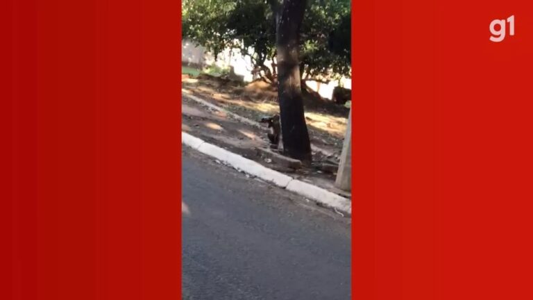 Moradora flagra macaco-prego ‘virando’ garrafa de cerveja e viraliza na internet; veja vídeo