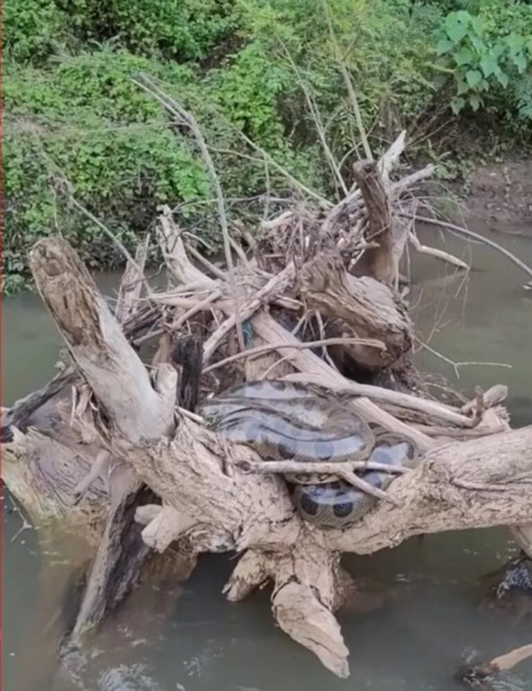 Sucuri de 6 metros é flagrada por grupo de pescadores; veja vídeo