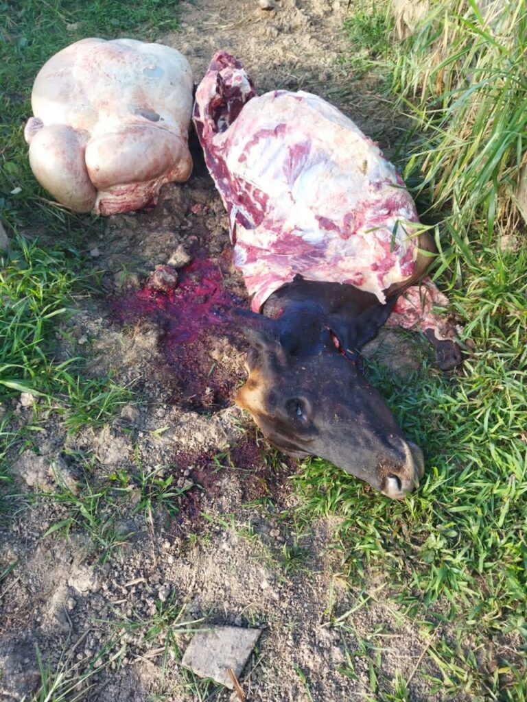 Na estrada de Manoel Urbano, infratores matam boi e fogem com a carne