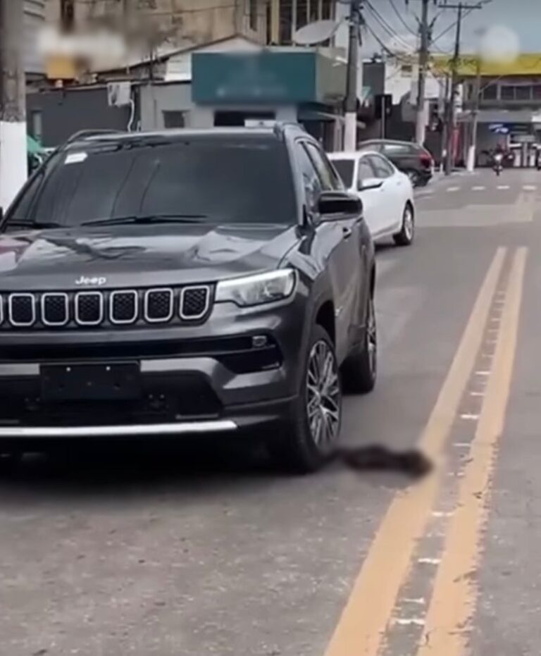 Vídeo: Condutor passa por cima de cachorro várias vezes com automóvel em Rio Branco