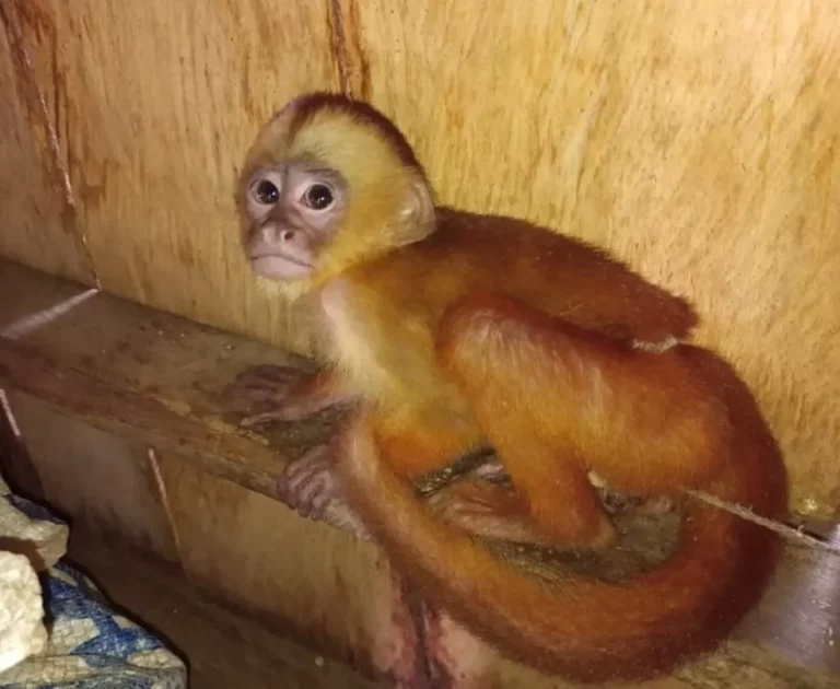 Animais silvestres são resgatados em comunidade no interior