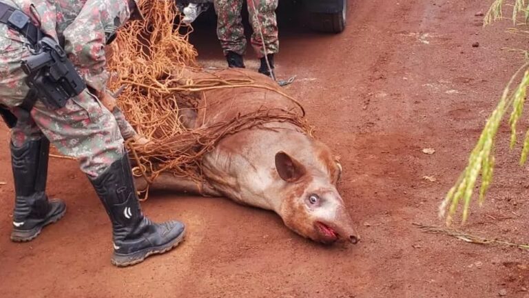 Anta de 250 kg entra em escola de futebol e é resgatada por policiais