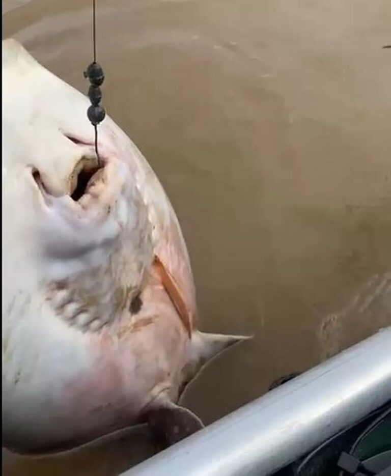 VÍDEO: pescador flagra candiru tentando ‘comer’ arraia viva