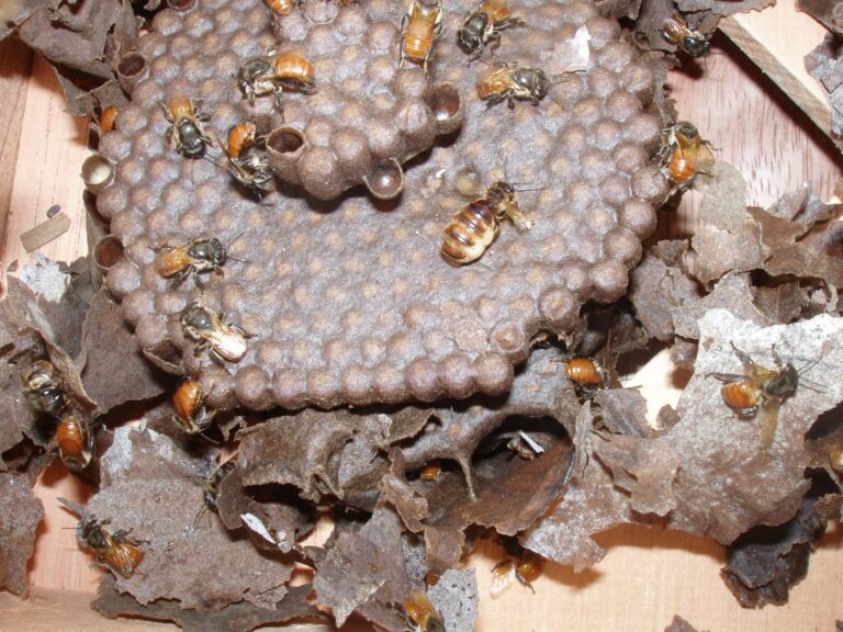 Estudo utiliza própolis de abelhas do Acre para diminuir células tumorais