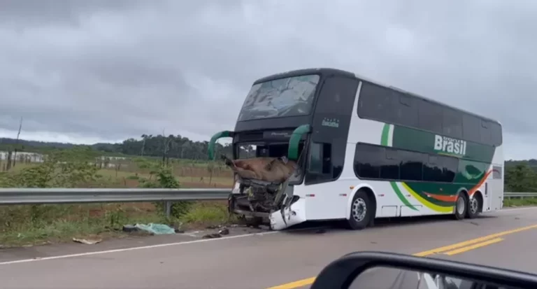 VÍDEO: boi vai parar dentro de ônibus após ser atropelado na BR-364