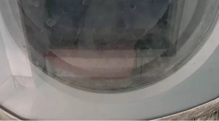 ‘Situação de horror’, diz delegado sobre clínica que tinha cão em máquina de lavar e pets mortos