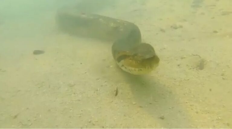 Fotógrafo fica ‘cara a cara’ com sucuri gigante nadando; veja vídeo