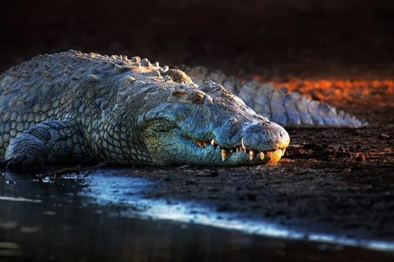 Homem arrastado por crocodilo aparece boiando em rio no dia seguinte