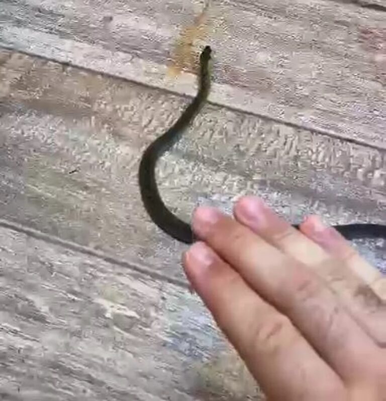 VÍDEO: biólogo tem casa ‘invadida’ por duas cobras no mesmo dia
