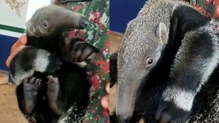 Tamanduá salva filhote em atropelamento e cria fica agarrada à mãe morta em rodovia