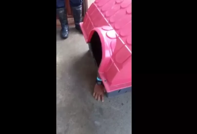 Jovem bêbado perde rumo de casa em RO e é flagrado dormindo em casinha de cachorro: ‘quero cachaça mais não’