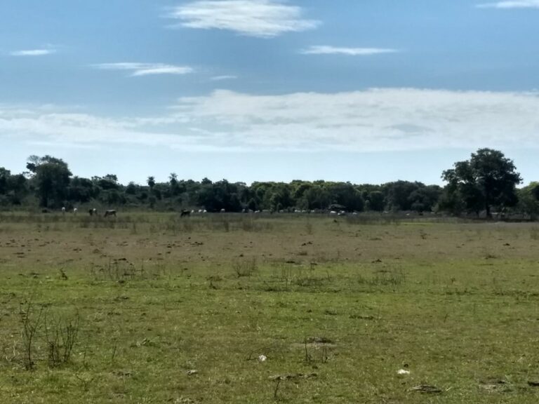 Fazenda de mais de mil hectares em Rio Branco será leiloada em julho