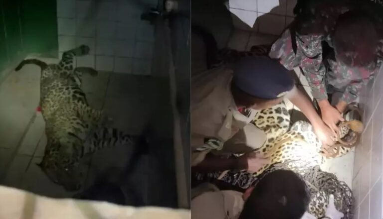 VÍDEO: onça-pintada de 115 kg se esconde em banheiro de quartel