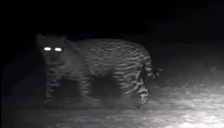 Onça parte para cima de outra e câmera flagra ataque; veja vídeo