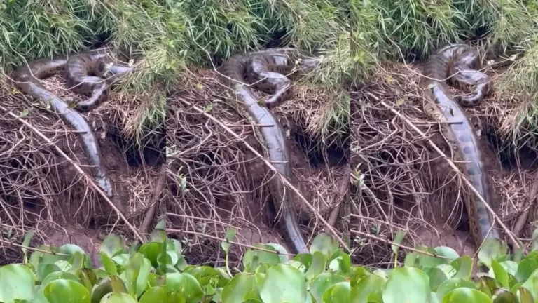Sucuri gigante é vista entrando em rio após banho de sol: ‘recarregando energias’; veja vídeo