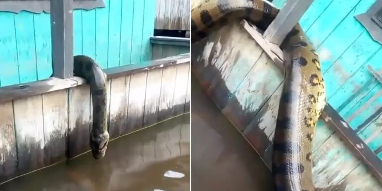 Sucuri com cerca de 6 metros é morta por moradores; veja vídeo