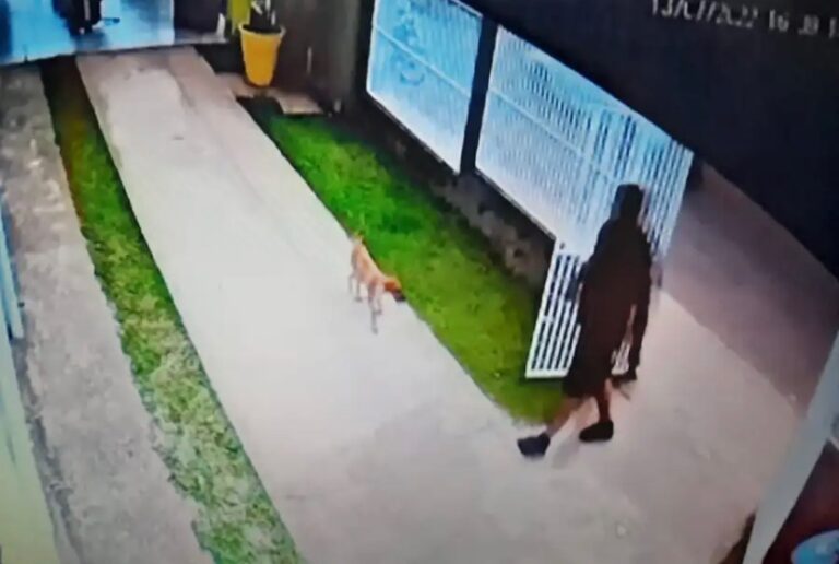 Homem pode pegar 5 anos de prisão por chutar cachorro no Acre