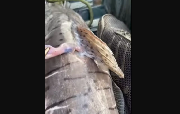 VÍDEO: caiaque de pescador é invadido por mais de 30 candirus no rio Madeira