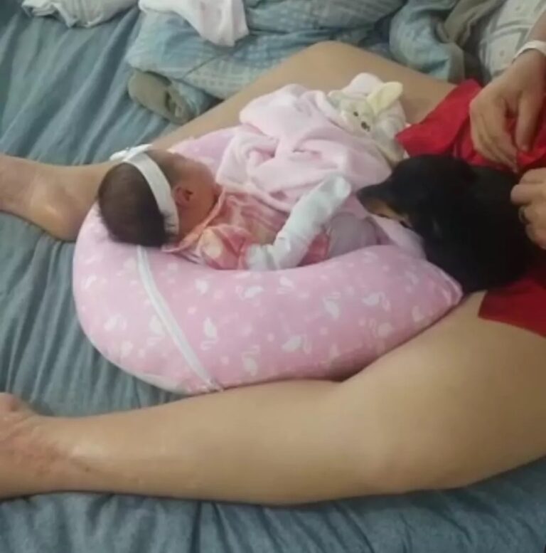 VÍDEOS: Cadela ciumenta não deixa ninguém encostar em bebê e viraliza