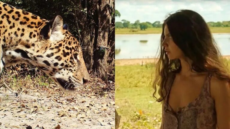 ‘Cara a cara com a Juma’: saiba o que fazer ao encontrar uma onça-pintada