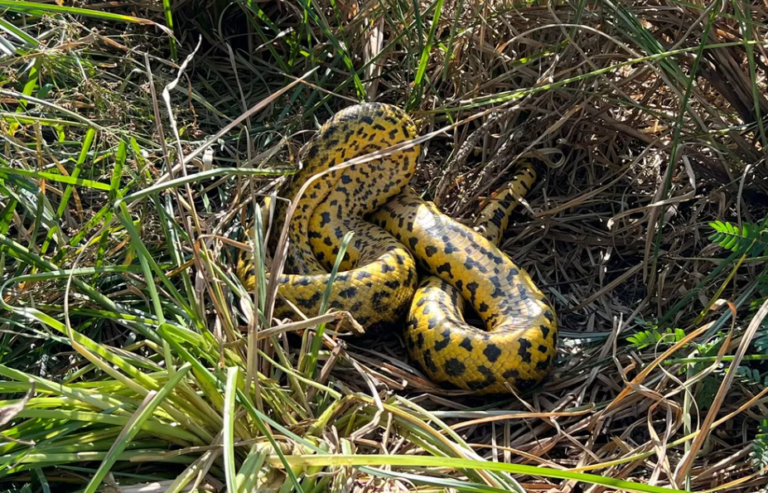Sucuri-amarela de 4 metros é flagrada ‘almoçando’ em trilha no Pantanal de MS; veja vídeo