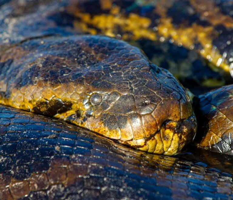 VÍDEO: sucuri amarela de 5 metros aparece ‘camuflada’ no pantanal