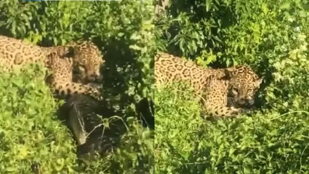 VÍDEO: com jacaré preso à boca, onça-pintada encara turistas VÍDEO: com jacaré preso à boca, onça-pintada encara turistas