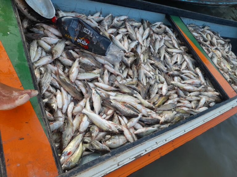 Quilo de mandim chega a R$ 25 em Sena Madureira; moradores aguardam piracema