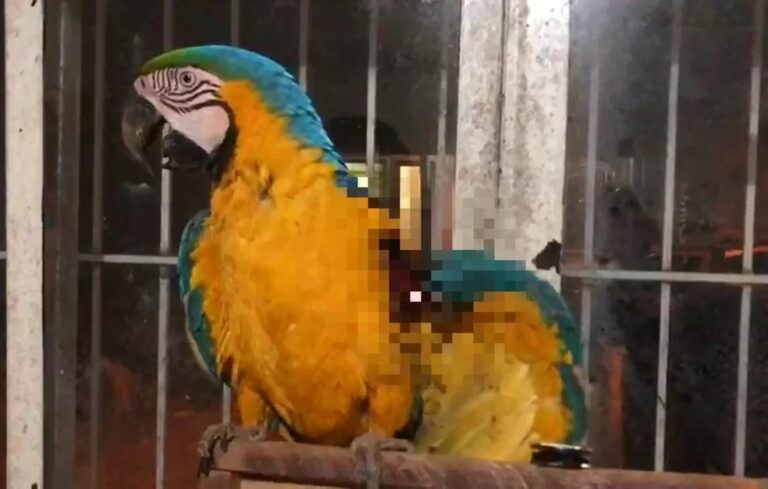 Arara cai em rua sem conseguir voar após ter a asa ferida por linha com cerol; veja vídeo