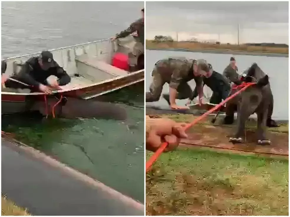 VÍDEO: policiais levam 5 horas para retirar casal de antas de 540 kg de lagoa