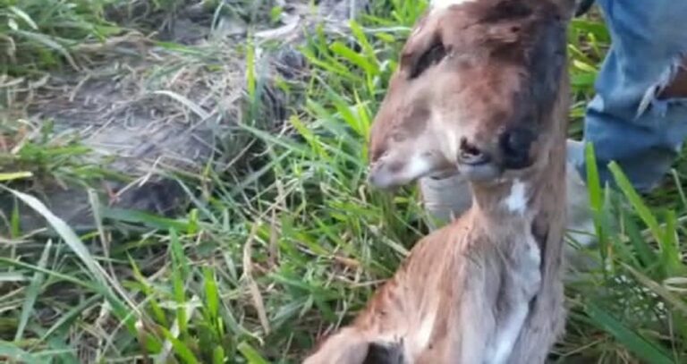 No AC, bezerro nasce com duas cabeças: “Muito surpreendente”, diz morador