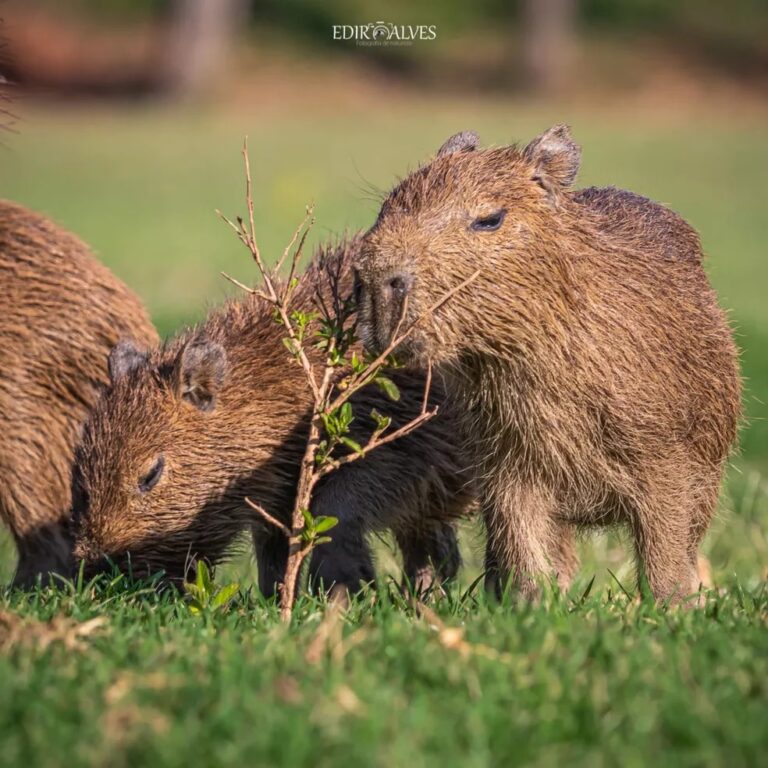 Alerta fofura: capivaras são flagradas brincando em lago; veja vídeo