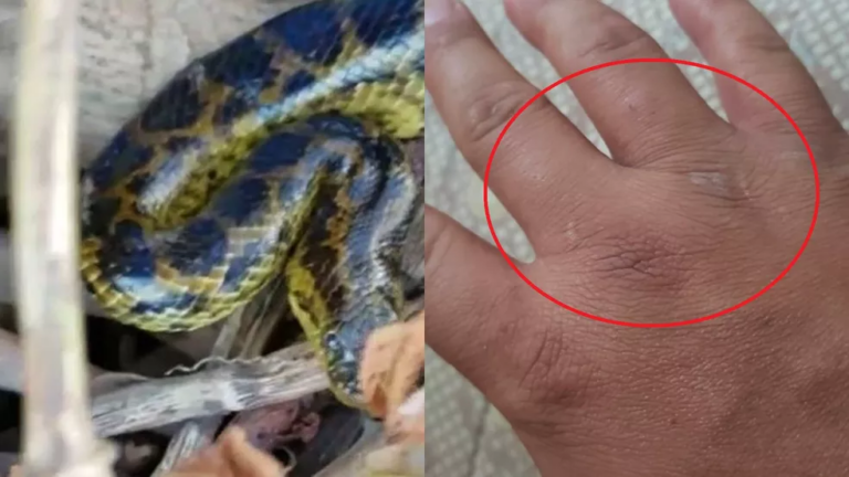 Vídeo mostra guia sendo atacado por sucuri amarela em passeio